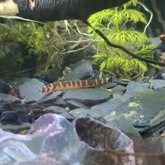 aquariophile Veridis