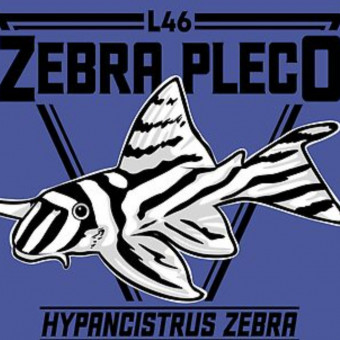 aquariophile JujuShrimp