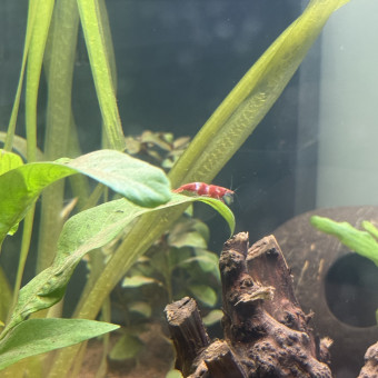 aquariophile kevinnn