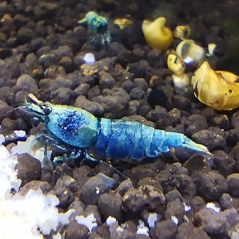 aquariophile Olivier1977