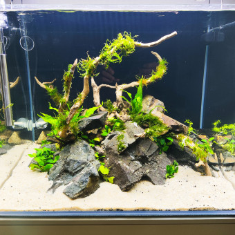 aquariophile Aurelorb