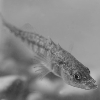 aquariophile dewinter