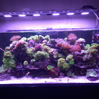 aquariophile sebastien-duffau