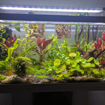 aquariophile Robin1234