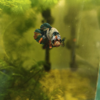 aquariophile Aquawes83