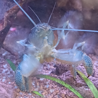 aquariophile Crabe38