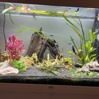 aquariophile Nickho12