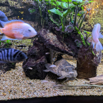 aquariophile Razor35