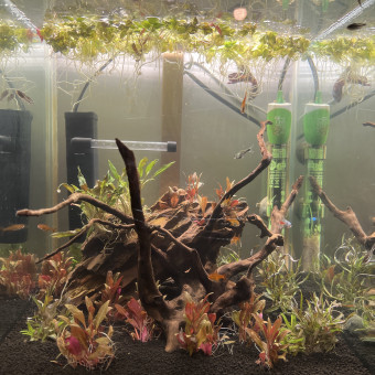 aquariophile joshaqua