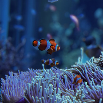 aquariophile AQUA_pink