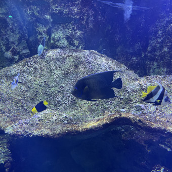 aquariophile emmy.flls