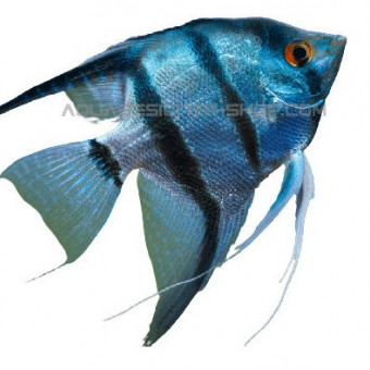 aquariophile Guizmo015