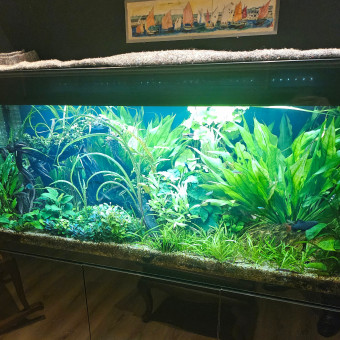 aquariophile Franck48