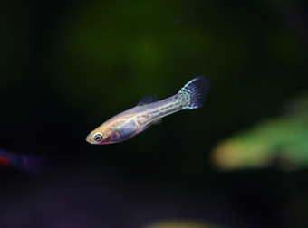 aquariophile FrenchieFishi