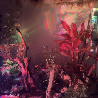 aquariophile Bettasplen