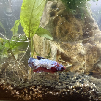 aquariophile Cloe_dth