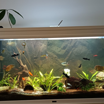 aquariophile Sinedis35