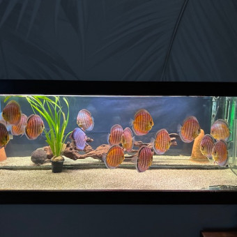 aquariophile tropicalfish60