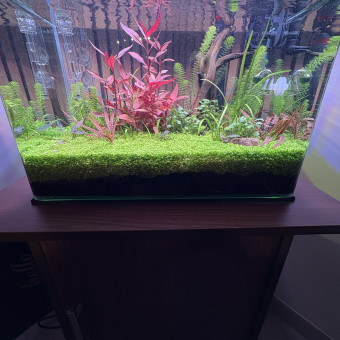 aquariophile Olivoliv