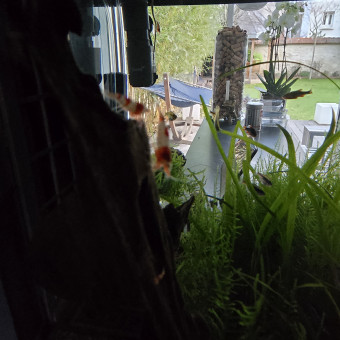 aquariophile altuvol666