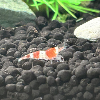 aquariophile Mushu95