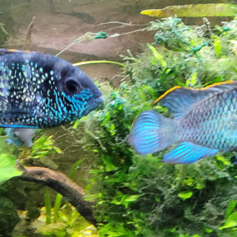 aquariophile Benj75012