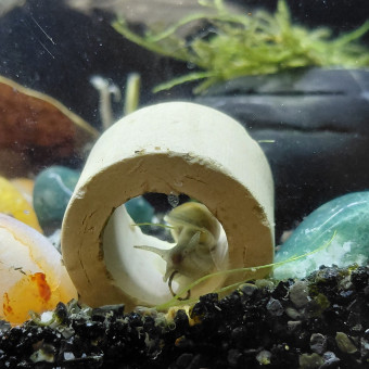 aquariophile Aquariophile_du_62