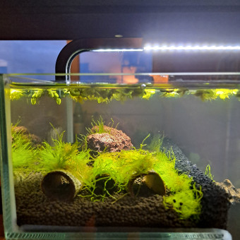 aquariophile Patoche59