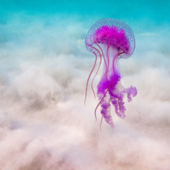 aquariophile Lameduse