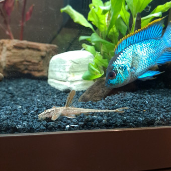 aquariophile Audrey76