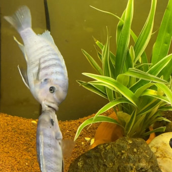 aquariophile GeorgesG