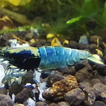 aquariophile Olivier1977