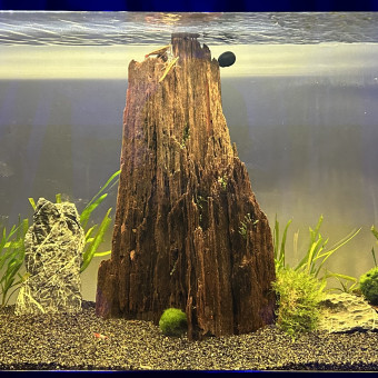 aquariophile HondaCivicRaccoon