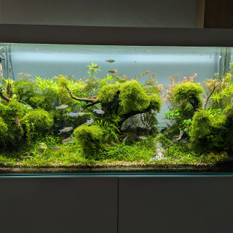 aquariophile Pierremifr64