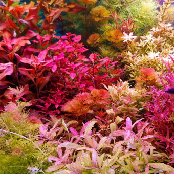 aquariophile SuperMonkey