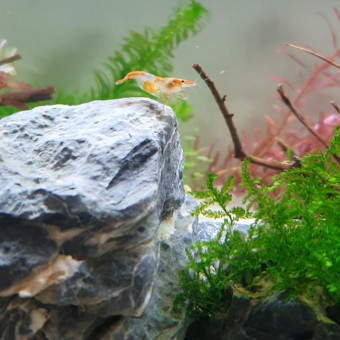 aquariophile heely_18