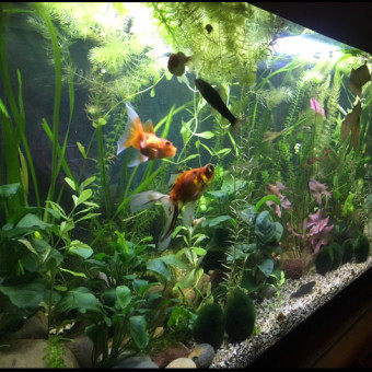 aquariophile Stephdep32