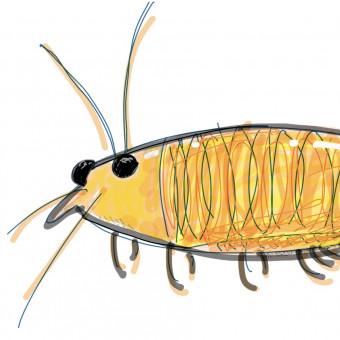 aquariophile melandre