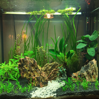 aquariophile Masta59430