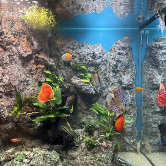 aquariophile Gatchou