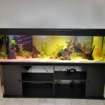 aquariophile Paulpepe34