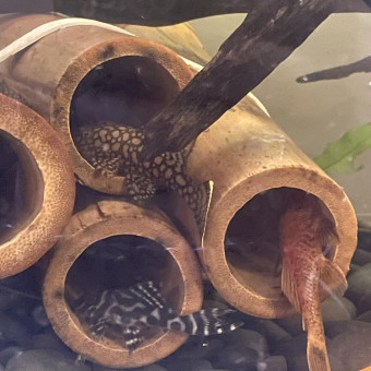 aquariophile Bastien71