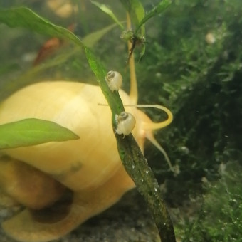 aquariophile Aragnea