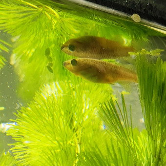 aquariophile Slumpi_26