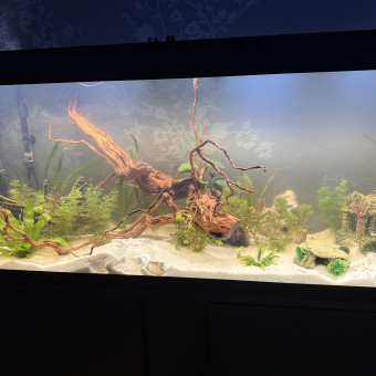 aquariophile Mahery94