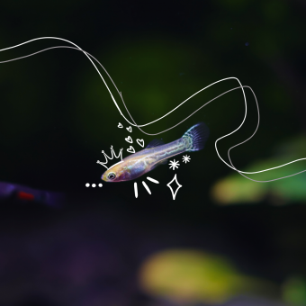 aquariophile FrenchieFishi