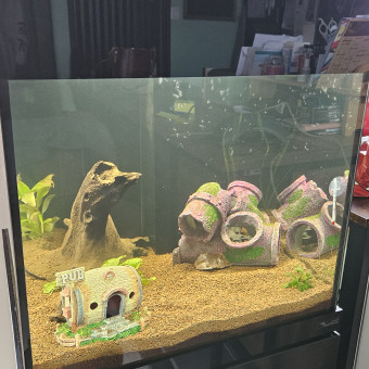 aquariophile Aureni3340