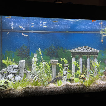 aquariophile Alexandredu83