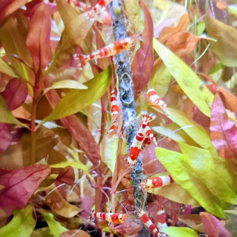 aquariophile PHIPHI44300