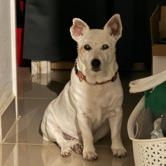 aquariophile vinces30